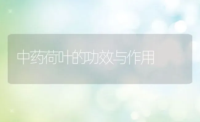 中药荷叶的功效与作用 | 养殖资料投稿