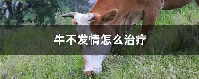 牛不发情怎么治疗