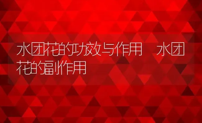 水团花的功效与作用 水团花的副作用 | 养殖资料投稿