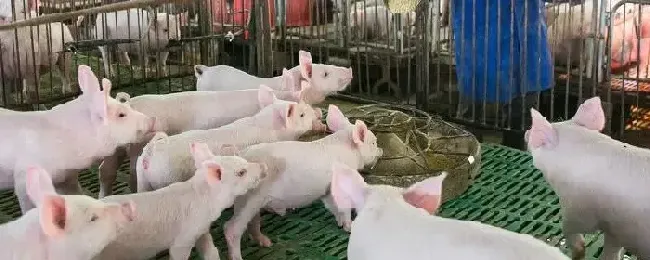 猪喘的厉害用什么药特效流鼻涕打喷嚏咳嗽吃什么药