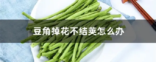 豆角掉花不结荚怎么办