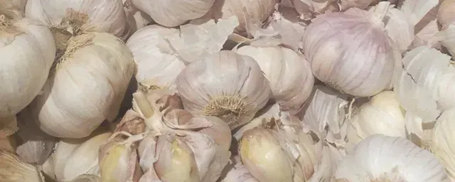 大蒜一亩地产多少斤
