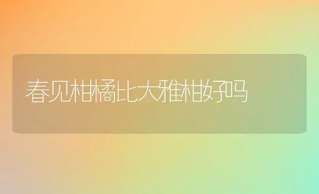 春见柑橘比大雅柑好吗 | 养殖资讯