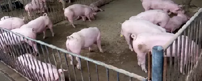 非洲猪瘟不上报违法吗