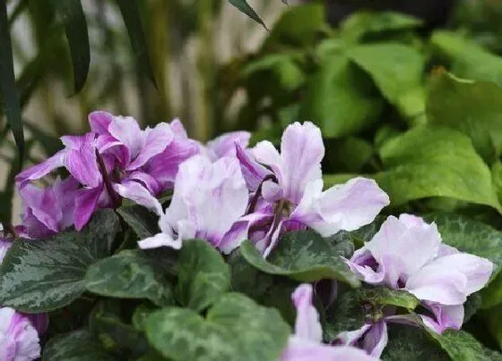 种植前景|百合种植条件和方法要点