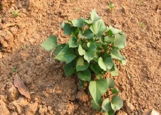 种菜|半沙土地适合种什么蔬菜