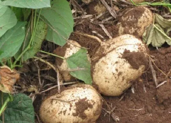 种菜|半沙土地适合种什么蔬菜