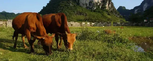 黄牛拉稀的原因是什么