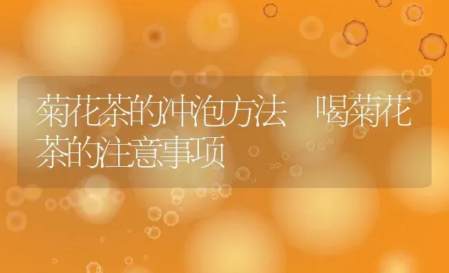 菊花茶的冲泡方法 喝菊花茶的注意事项 | 养殖资料投稿