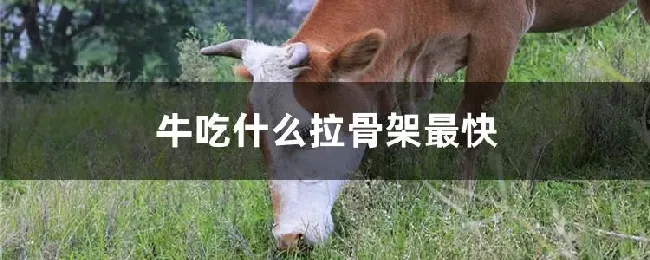 牛吃什么拉骨架最快