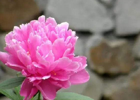 种植前景|芍药亩产量多少斤 种植亩产和利润