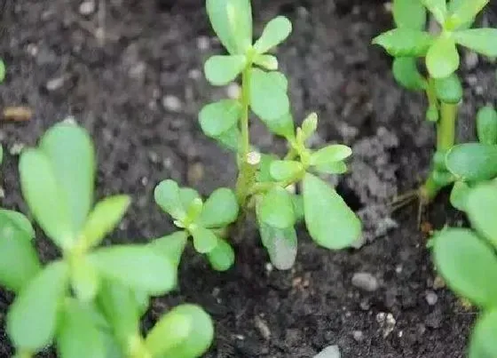 种菜|半沙土地适合种什么蔬菜