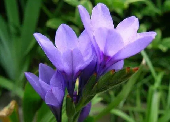 种植前景|百合种植条件和方法要点