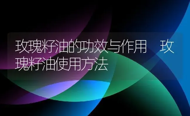 玫瑰籽油的功效与作用 玫瑰籽油使用方法 | 养殖资料投稿