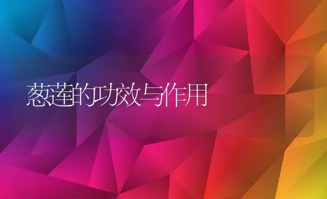 葱莲的功效与作用 | 养殖资料投稿