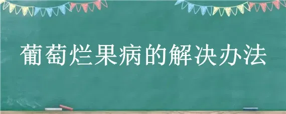 葡萄烂果病的解决办法