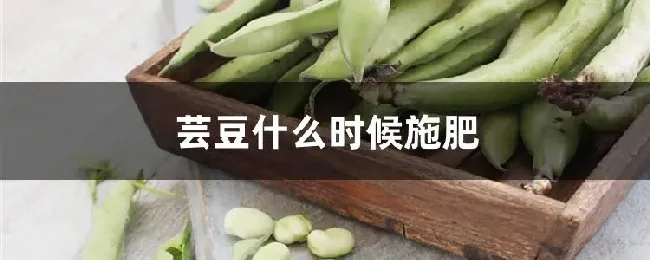 芸豆什么时候施肥