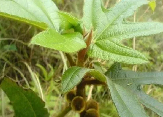 种植前景|五指毛桃亩产利润 种植五指毛桃一亩利润是多少