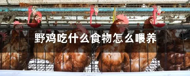 野鸡吃什么食物怎么喂养