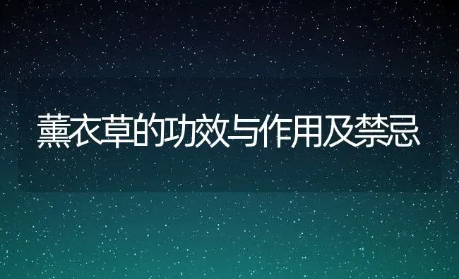 薰衣草的功效与作用及禁忌 | 养殖资料投稿