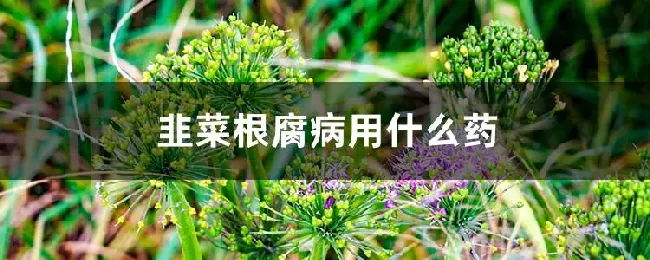 韭菜根腐病用什么药