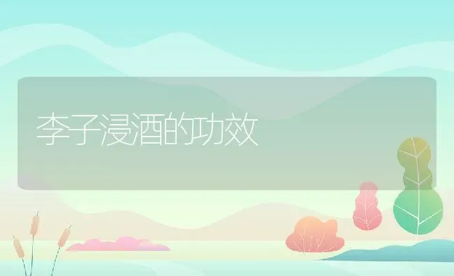 李子浸酒的功效 | 养殖资料投稿