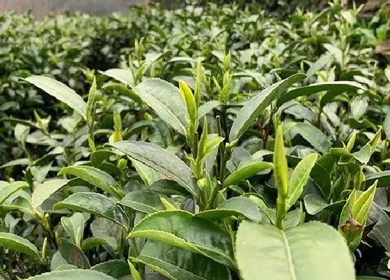 种植前景|卖茶叶一年挣个20万难吗（做茶叶生意一年赚多少钱收入）