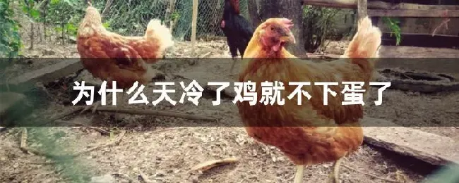 为什么天冷了鸡就不下蛋了