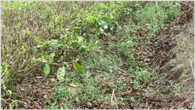 龙胆草种植效益分析 | 致富养殖项目