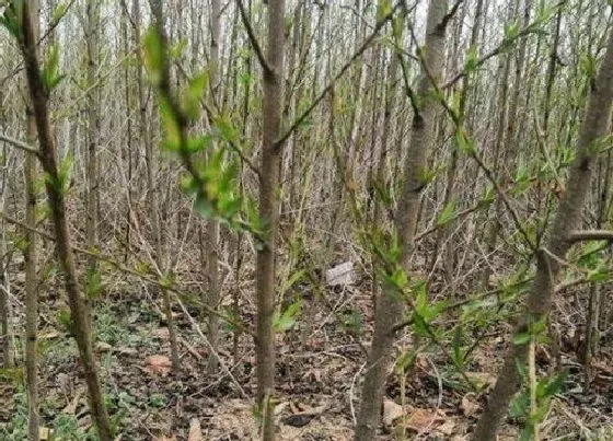 种植前景|五指毛桃亩产利润 种植五指毛桃一亩利润是多少