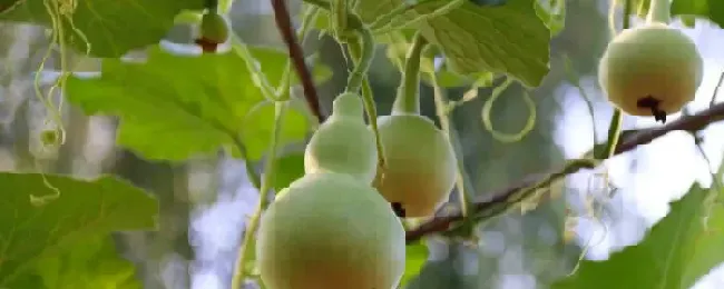 葫芦加工工艺流程