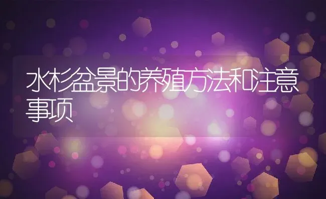 水杉盆景的养殖方法和注意事项 | 养殖资料投稿