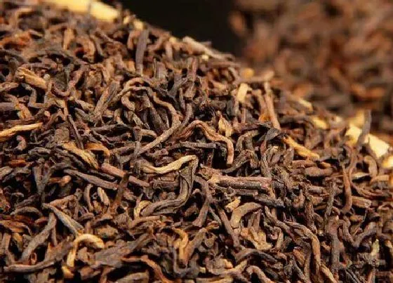 种植前景|卖茶叶一年挣个20万难吗（做茶叶生意一年赚多少钱收入）