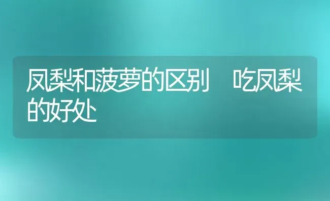 凤梨和菠萝的区别 吃凤梨的好处 | 养殖资料投稿