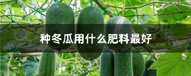 种冬瓜用什么肥料最好