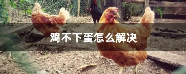 鸡不下蛋怎么解决