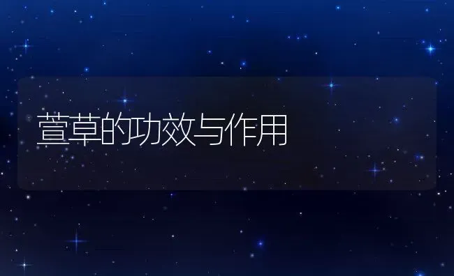 萱草的功效与作用 | 养殖资料投稿