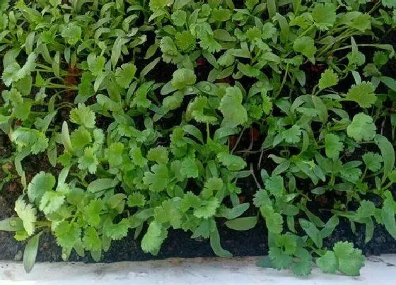 种菜|腊月适合种什么菜