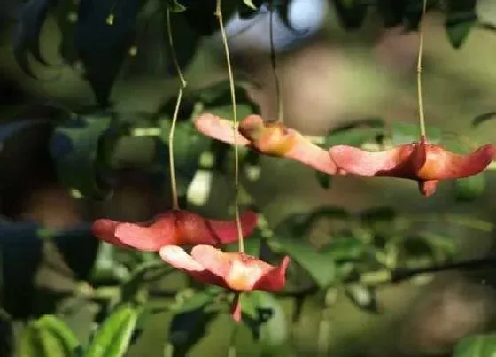 养花|院里适合种什么花好看又好养 适合庭院种植的花卉