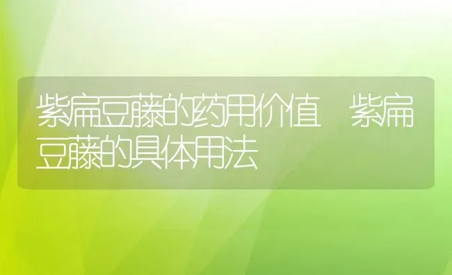 紫扁豆藤的药用价值 紫扁豆藤的具体用法 | 养殖资料投稿