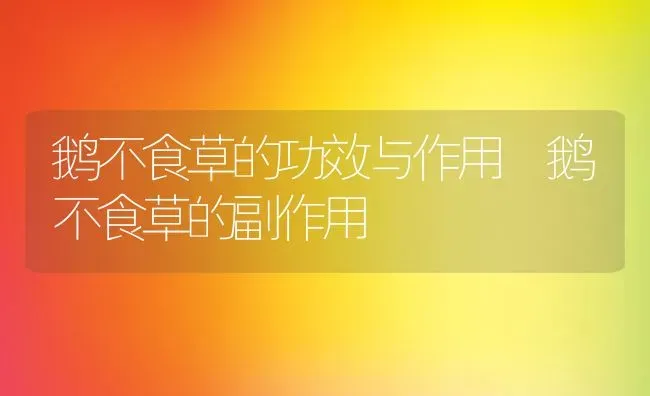 鹅不食草的功效与作用 鹅不食草的副作用 | 养殖资料投稿