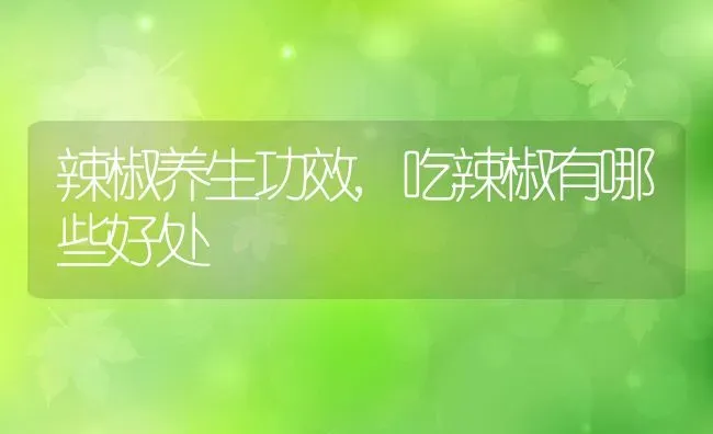 辣椒养生功效,吃辣椒有哪些好处 | 养殖资料投稿
