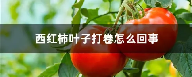 西红柿叶子打卷怎么回事