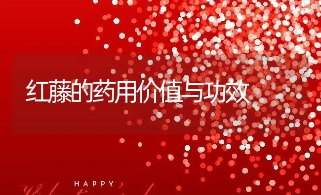 红藤的药用价值与功效 | 养殖资料投稿