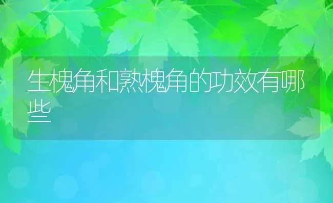 生槐角和熟槐角的功效有哪些 | 养殖资料投稿