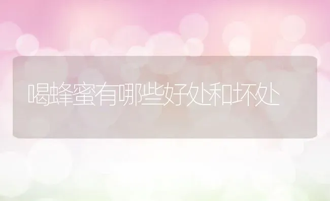 喝蜂蜜有哪些好处和坏处 | 养殖资料投稿