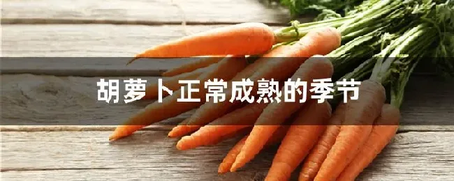 胡萝卜正常成熟的季节