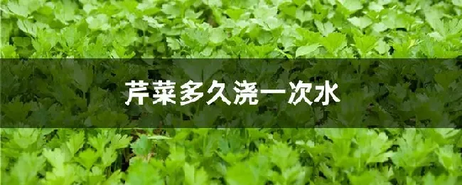 芹菜多久浇一次水