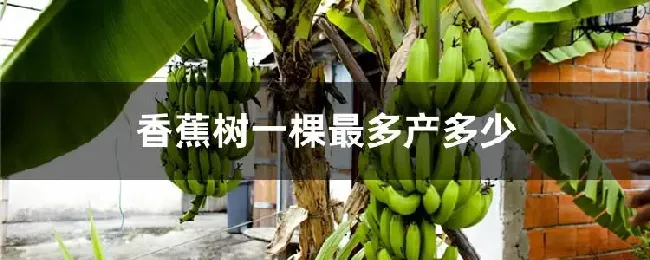 香蕉树一棵最多产多少