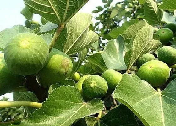 树木|湖北适合种什么果树收益好赚钱多